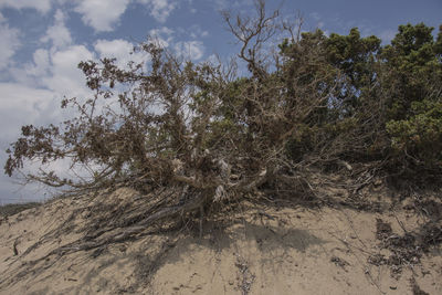 Tree on sand dune against sky