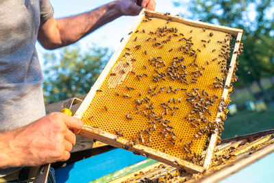 Midsection of man holding bee