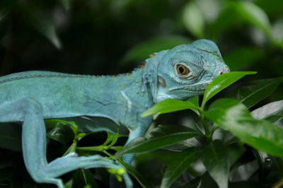 Close-up of a lizard