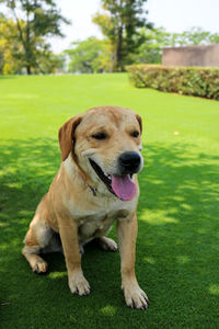 Portrait of dog on field