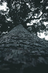 Low angle view of tree trunk in forest