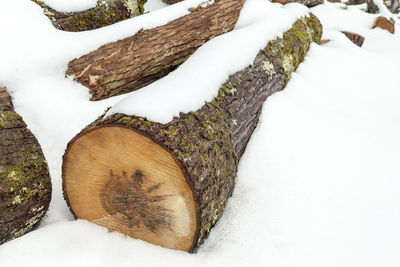 High angle view of snow covered tree trunk on field