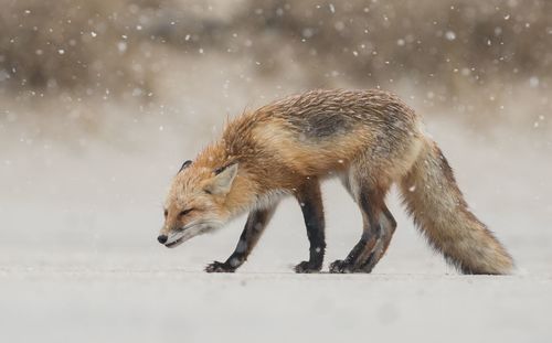 Side view of fox walking on field during snowfall