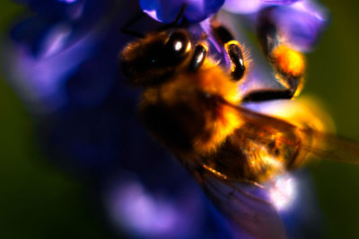 Close-up of insect on flower