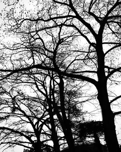 bare tree