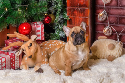 Dog with christmas decorations