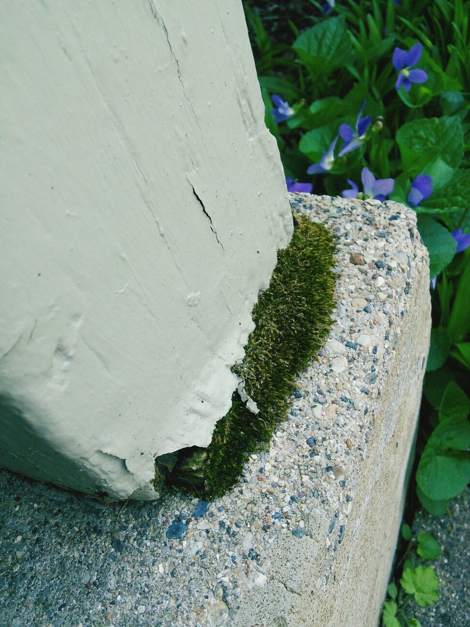 plant, growth, green color, textured, close-up, rock - object, sunlight, day, outdoors, wall - building feature, nature, no people, moss, high angle view, stone - object, stone material, stone wall, grass, old, growing