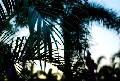 Low angle view of silhouette palm trees against sky