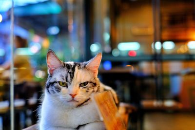 Close-up portrait of a cat