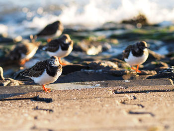 Birds in flight