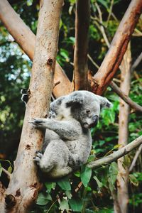 Low angle view of koala on tree