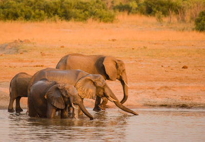 Elephant in water