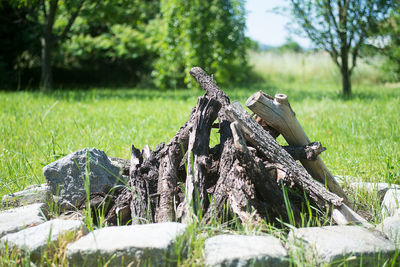 Close-up of lizard on tree stump in field