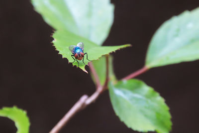 Close-up of insect on leaf