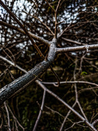 Low angle view of bare tree branches