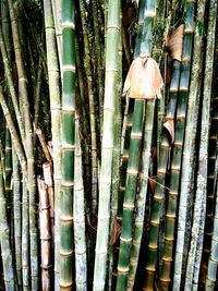 Full frame shot of bamboo trees in forest