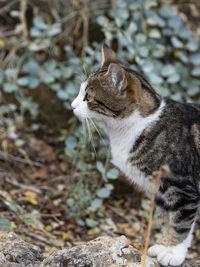 Close-up of cat looking away