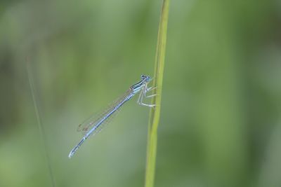 Close-up of damselfly on grass