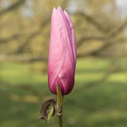 Close-up of pink flower bud