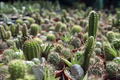 Close-up of succulent plant on field