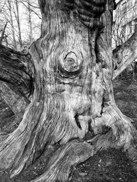 Close-up of tree trunk