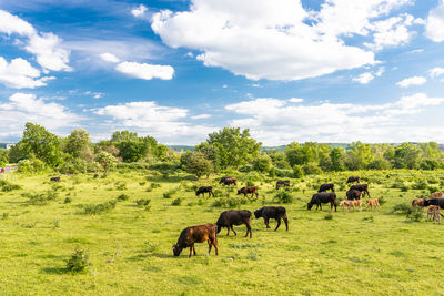 Horses in a field