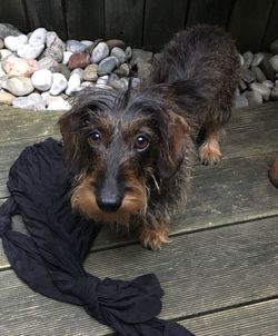 Portrait of dog