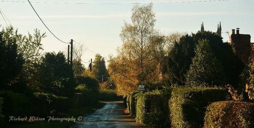 Plants by trees against sky