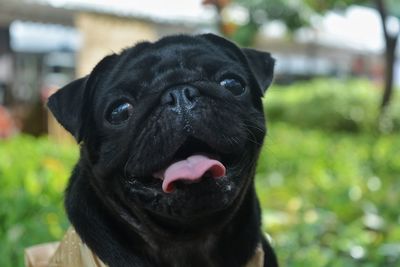 Close-up portrait of black dog