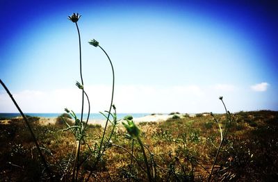 Close-up of plants growing on field against clear blue sky