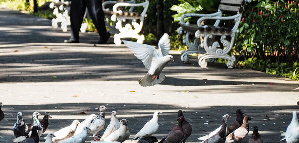 View of pigeons in park