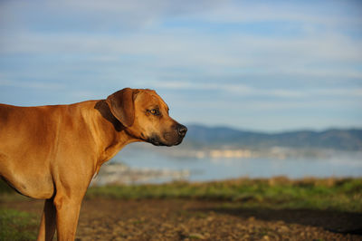 Close-up of dog standing on field against sky