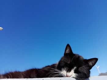 Close-up of cat against clear blue sky