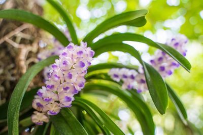 Close-up of purple flowering plant