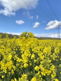 Scenic view of oilseed rape field against sky