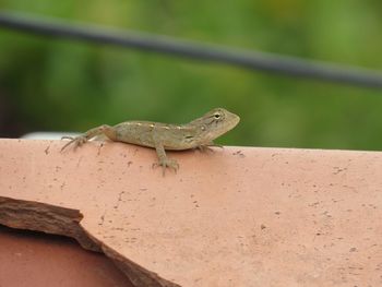 Close-up of lizard on wall