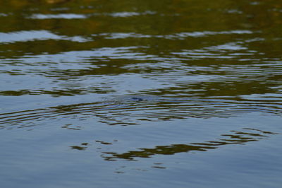 Full frame shot of rippled water