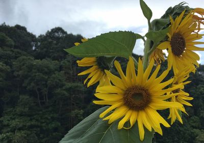 Close-up of sunflower