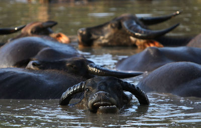 Water buffalos swimming in lake