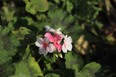 Close-up of pink flowering plant