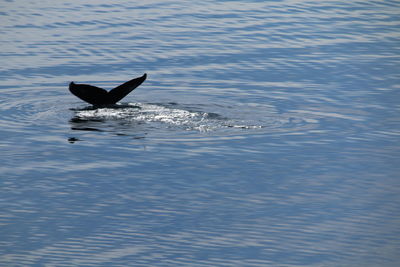 Duck swimming in sea