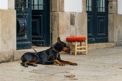 Dog relaxing in front of building