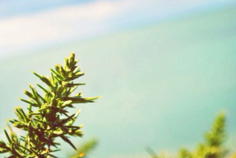 growth, plant, sky, nature, focus on foreground, selective focus, close-up, beauty in nature, leaf, green color, stem, low angle view, tranquility, freshness, day, outdoors, growing, no people, fragility, green