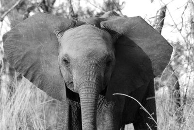 Close-up of elephant in the forest