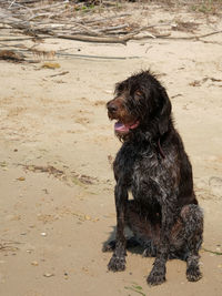 Black dog looking away on sand