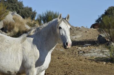 Horse standing in ranch against sky