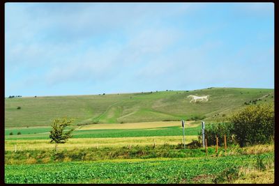 Scenic view of field against sky