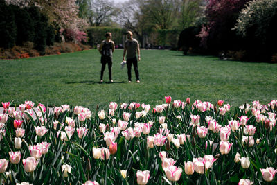 Rear view of man and pink tulips in park