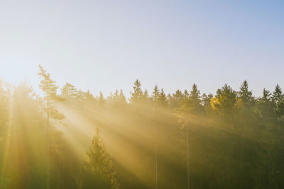 Sunlight streaming through trees on landscape against clear sky