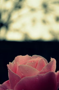 Close-up of pink rose blooming outdoors